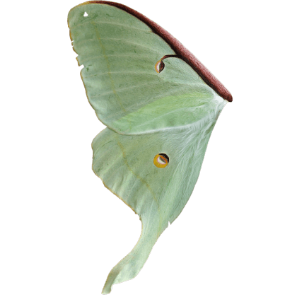 Lunar Moth