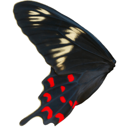 Raven Flutter
