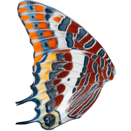 Tropical Butterfish
