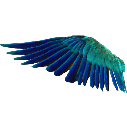 RareParrot