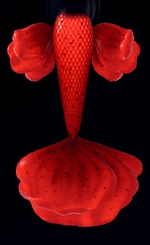 Poppy Field Mermaid Potion (Rare)