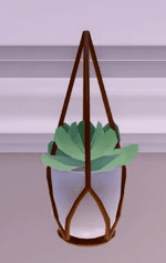 hanging succulent plant