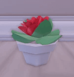 flowers succulent potted plant