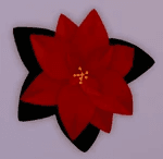 Poinsettia Flower / Plant