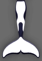 Cold Water Orca Mermaid Potion (Rare)